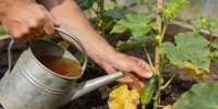 Почему огурцы желтеют летом и как простая подкормка спасает урожай