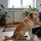 Как выбрать породу собаки по характеру: советы для будущих владельцев