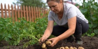 Когда в августе выкапывать картошку в разных регионах России