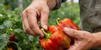 Как вырастить крупные и мясистые перцы: советы агрономов для дачников