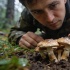 Когда появляются грибные ковры после дождя: точные сроки для сбора