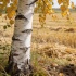 Августовские приметы: как народные наблюдения предсказывают осень