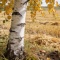 Августовские приметы: как народные наблюдения предсказывают осень
