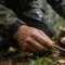 Когда собирать грузди после дождя: советы для удачной тихой охоты