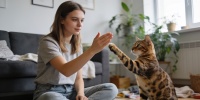 Пять пород кошек, которые удивляют послушанием и легко учатся трюкам