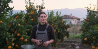 Сколько реально зарабатывают на сборе мандаринов в Абхазии: опыт туристки без прикрас