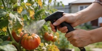 Одна подкормка возвращает томатам силу и улучшает вкус урожая