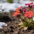 Лихнис корончатый: многолетник, который не боится морозов и цветет весной