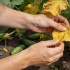 Омоложение огуречных кустов: как продлить урожай до осени