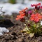 Лихнис корончатый: многолетник, который не боится морозов и цветет весной