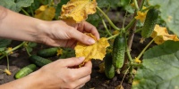 Омоложение огуречных кустов: как продлить урожай до осени