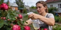 Розы цветут до осени: простой настой из луковой шелухи меняет правила ухода