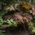 Роджерсия: эффектный многолетник для влажной полутени и суровых зим