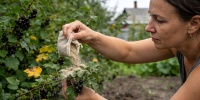 Смородина в августе: как простая смесь защитит кусты и увеличит урожай