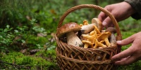 Когда собирать грибы после дождя, чтобы корзины были полными