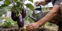 Август для баклажанов: чем подкормить кусты, чтобы плоды не мельчали