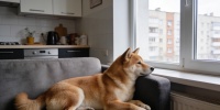 Пять пород собак с кошачьим характером: независимость и тишина в доме