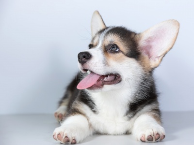 Фото Фестиваль-ярмарка Королевские пёсики