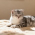 Сирень может стать угрозой для домашних животных в сезон цветения