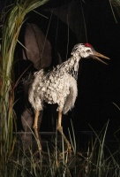 Журавль и цапля