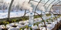 Как защитить рассаду томатов в теплице от неожиданных заморозков