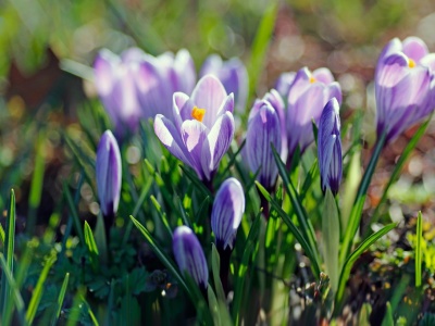 Фото Фестиваль Тайны Весеннего королевства