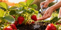 Весенняя схема подкормки клубники: как получить сладкие и крупные ягоды