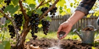 Весенние секреты ухода за смородиной: как увеличить урожай вдвое