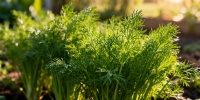 Как вырастить укроп без зонтиков: советы для густой зелени