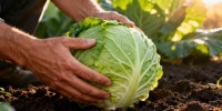 Как вырастить капусту напа: советы для успешного урожая