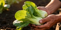 Органический бок чой: как вырастить полезную зелень на своем участке