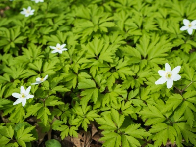 Фото Фестиваль Торжествуй, зелёный май!