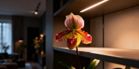 Орхидея Paphiopedilum: как выбрать и вырастить в темной комнате