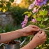 Майские ошибки при уходе за клематисами: что не стоит делать