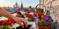 Почему стоит подождать с высадкой герани и петуний до середины мая