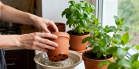 Как продлить жизнь базилика и мяты из супермаркета на все лето