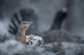 Фото Легенды леса