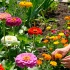 Какие однолетники стоит сеять в июне для яркой клумбы до осени