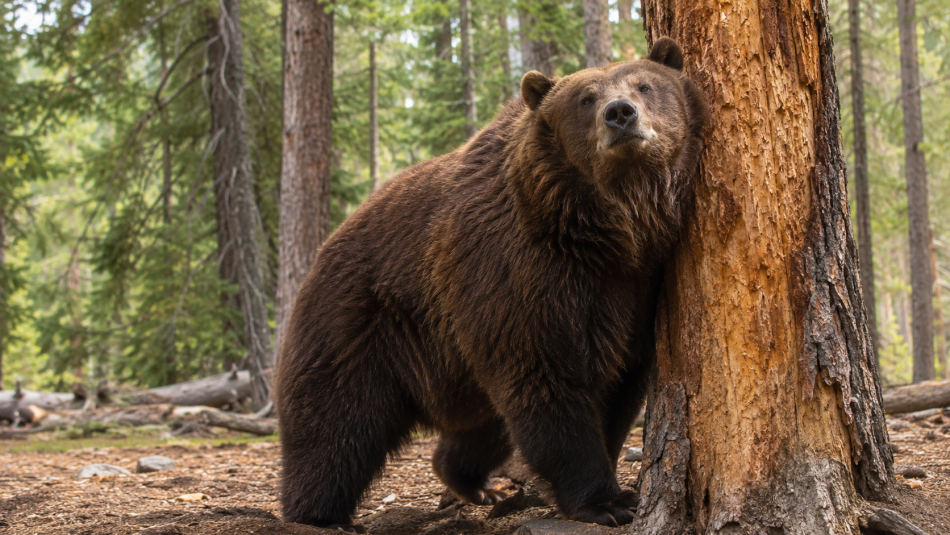 Медведи Ленинградской области массово выходят на овсяные поля перед зимой