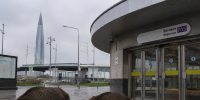 Двух диких кабанов вывезли из Приморского района Петербурга в лес