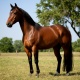 Фестиваль Фестиваль