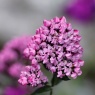 Фото Ботанический фестиваль Иммигранты Нового Света