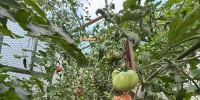Открытая теплица зимой меняет структуру почвы и избавляет от вредителей