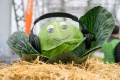 Гастрономический фестиваль Гастрономический фестиваль