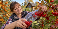 Пластиковая бутылка ускоряет сбор калины и облепихи на даче