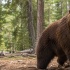 В Карелии запускают охотничьи группы для защиты поселков от медведей